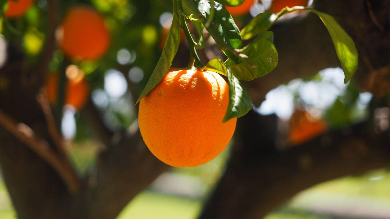 Orange Producing Zones in Colombia: Regions, Microclimates, and Fruit Quality 