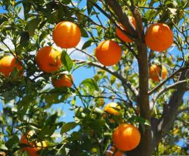 Orange Harvest Seasons in Colombia: Product Availability Guide
