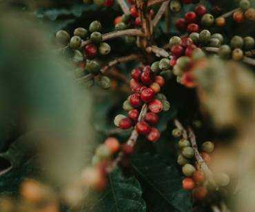 How to Buy Colombian Coffee for Import? A Guide for Businesses