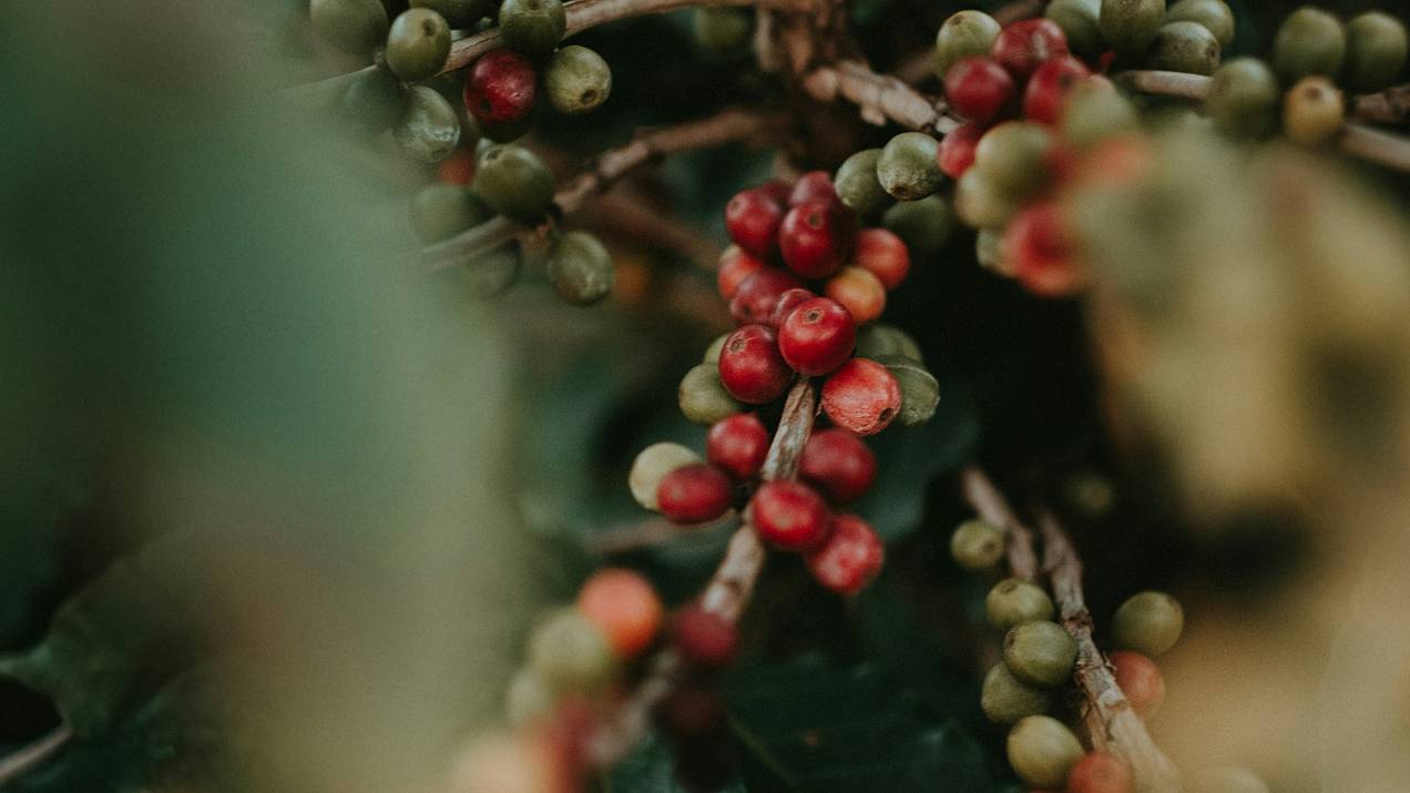 How to Buy Colombian Coffee for Import? A Guide for Businesses 