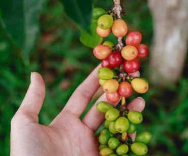 Colombian Specialty Coffee: Guide for International Buyers