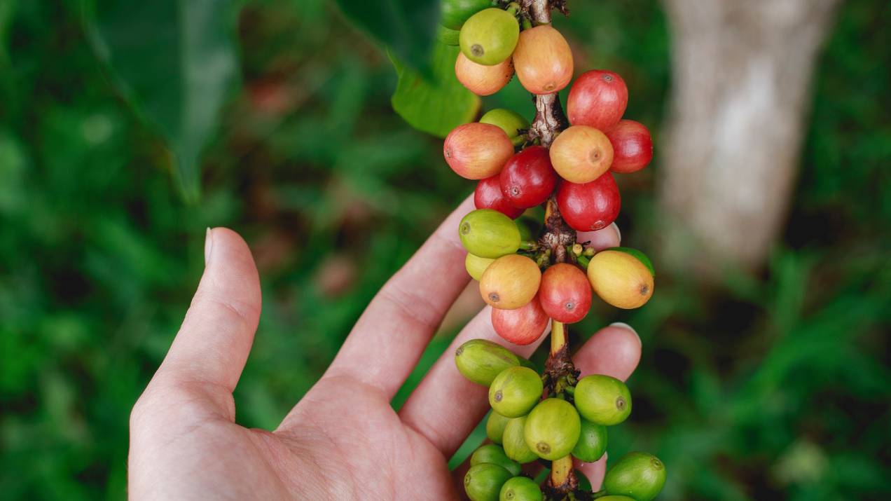 Colombian Specialty Coffee: Guide for International Buyers 
