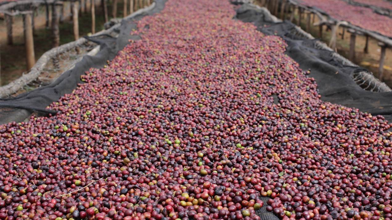 Importing staple foods: spot purchases or recurring contracts? 