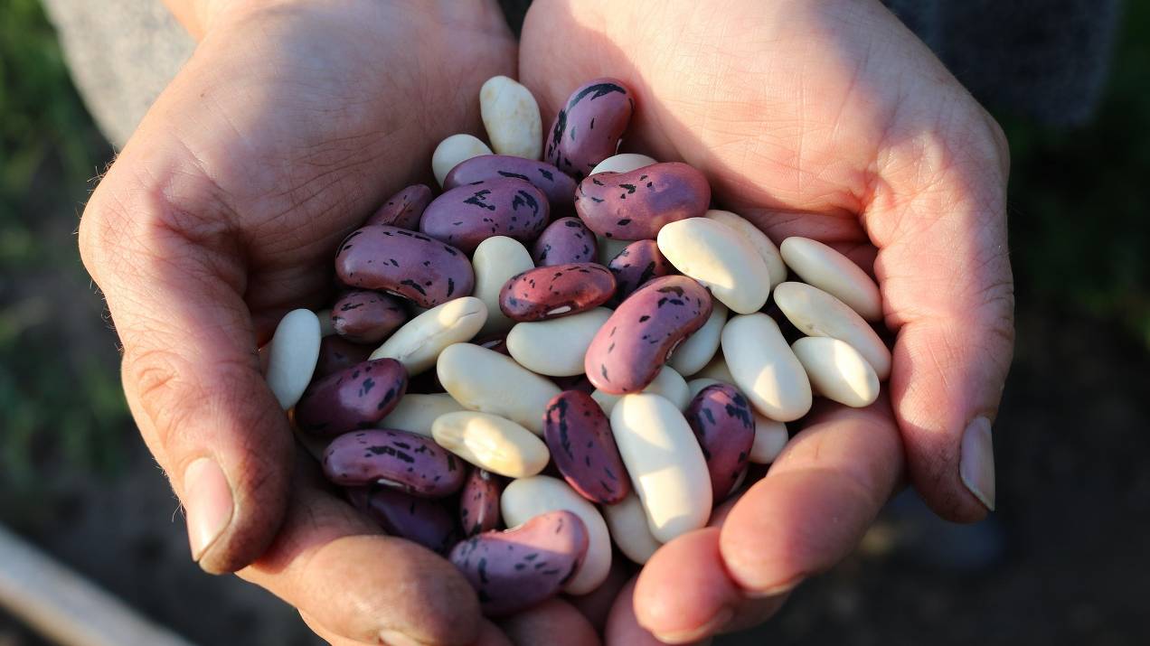 Commercial Advantages of Colombia as an Origin of Staple Foods 