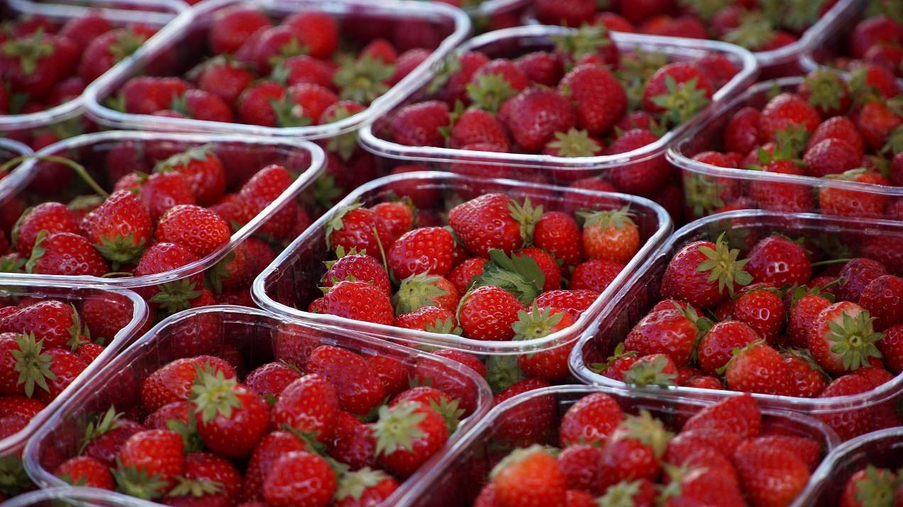 ¿Cómo gestionar contenedores refrigerados en exportación marítima de alimentos? 