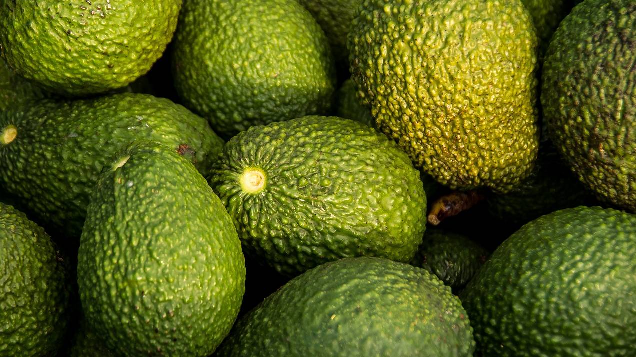 Aguacate Hass colombiano: auge exportador y oportunidades para compradores 2025 