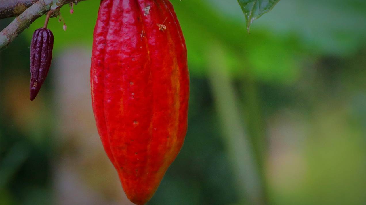 ¿Cómo exportar superfoods colombianos por transporte marítimo? 