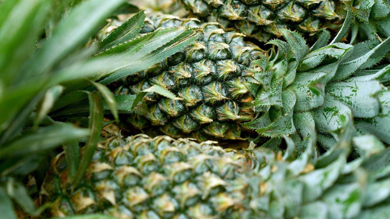 Guía completa para importar alimentos colombianos a España 