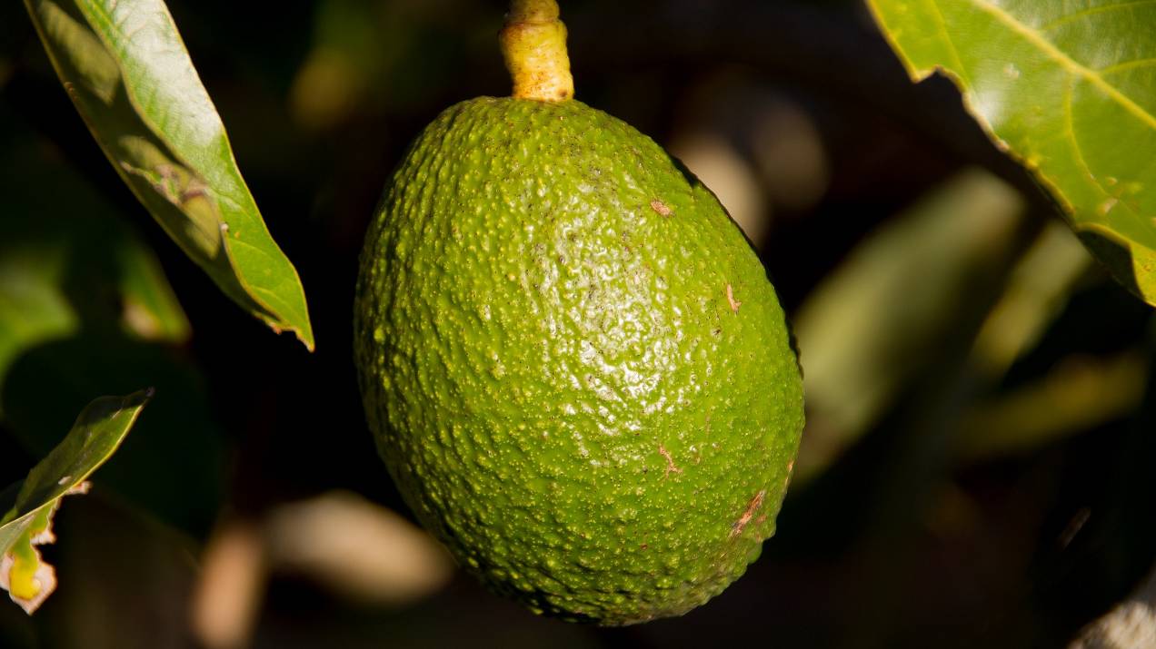 Exportador de aguacate colombiano para España: requisitos y beneficios 
