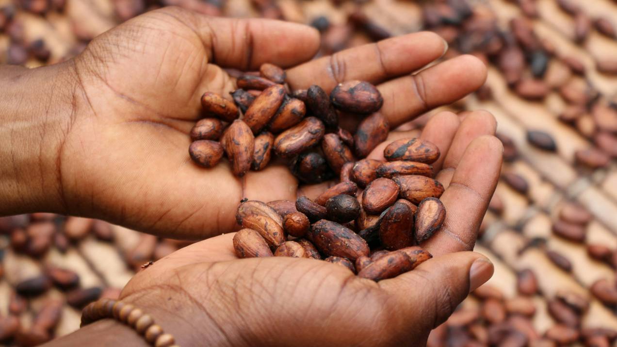 Exportadores de cacao en grano de Colombia a España: guía para mayoristas 