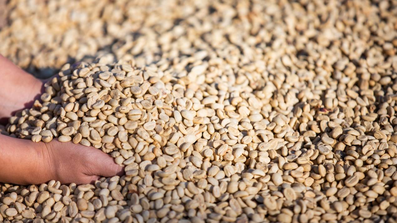 Compra de café verde colombiano para mercados internacionales 