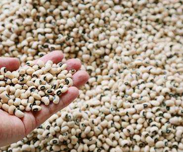 Exportación de alimentos básicos: modelos de negocio más comunes