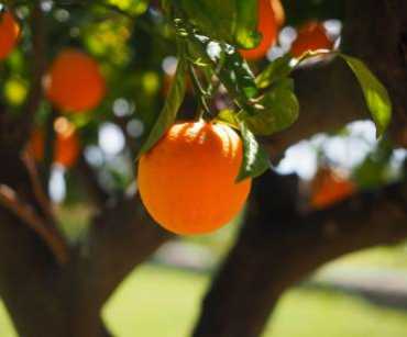 Zonas productoras de naranja en Colombia: regiones, microclimas y calidad de la fruta