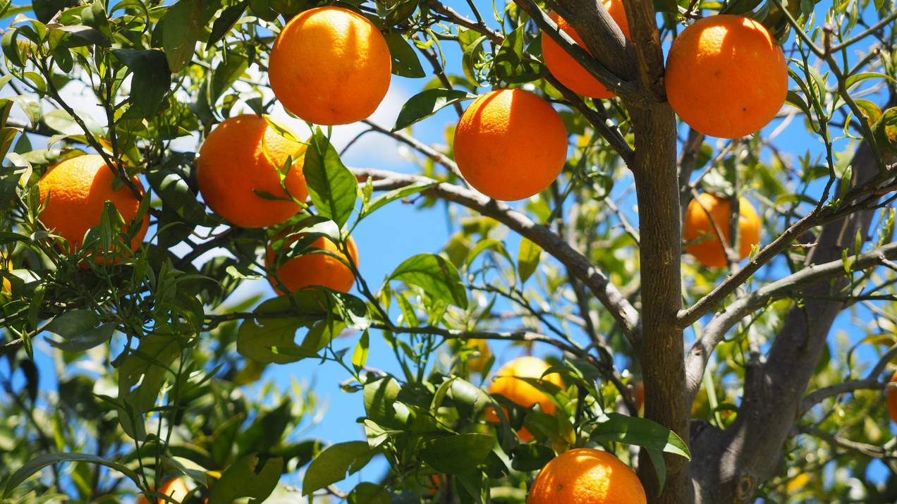 Temporadas de cosecha de naranja en Colombia: cuándo está disponible el producto 