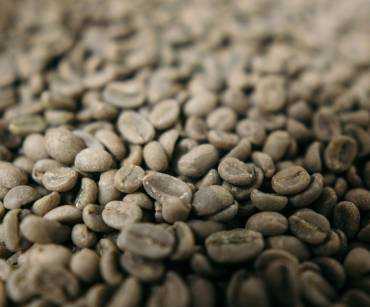 Café Verde Colombiano: Guía para Importadores y Compradores Internacionales