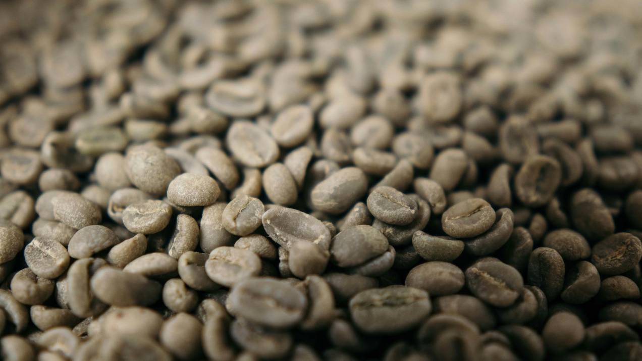 Café Verde Colombiano: Guía para Importadores y Compradores Internacionales 
