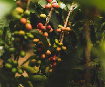 Proveedores de Café Verde Colombiano para Exportación
