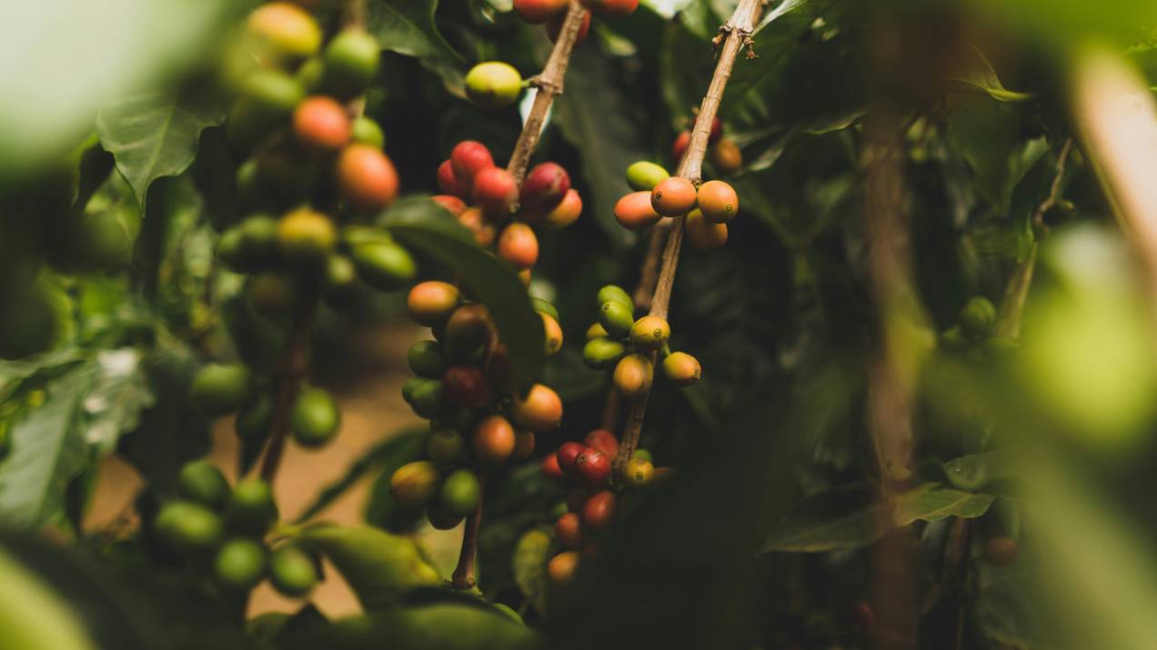 Proveedores de Café Verde Colombiano para Exportación 