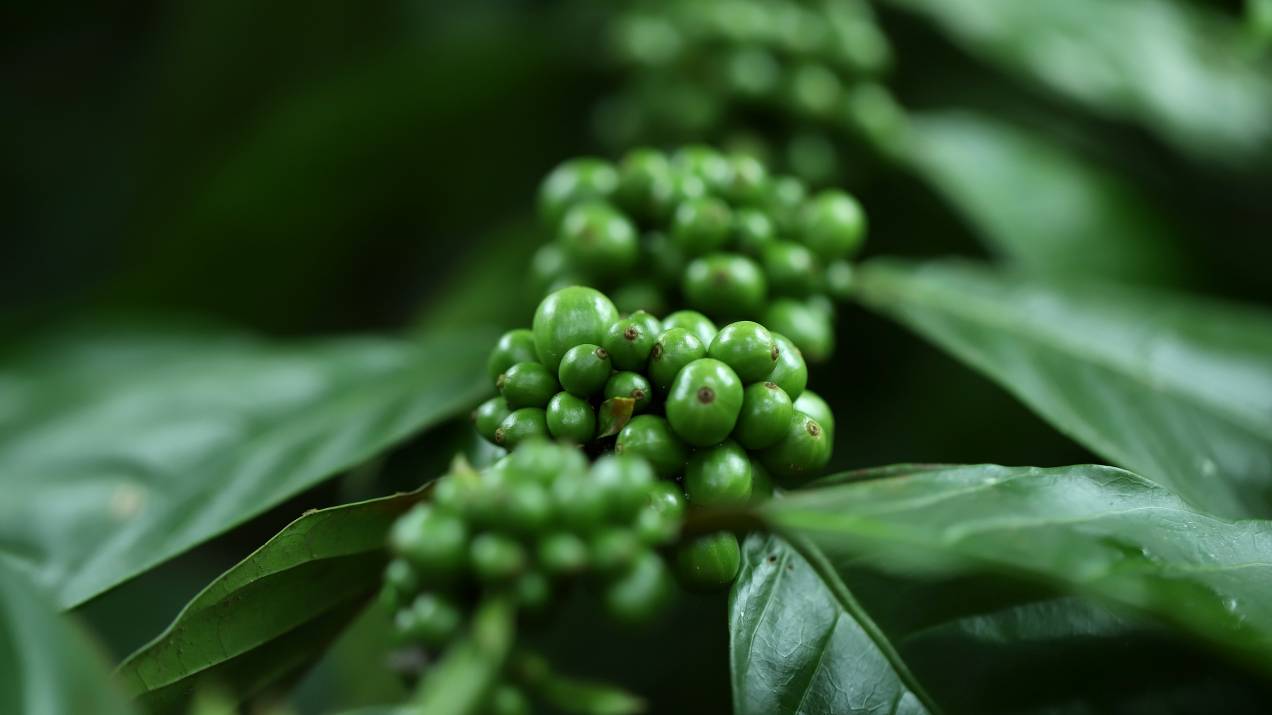Café Verde Colombiano al por Mayor: Qué Debe Saber un Comprador 