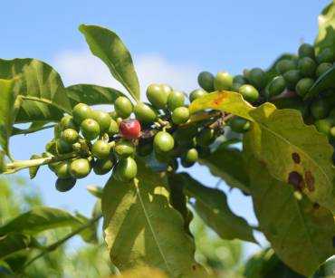 Café Verde Colombiano para Tostadores: Cómo Elegir el Producto Adecuado