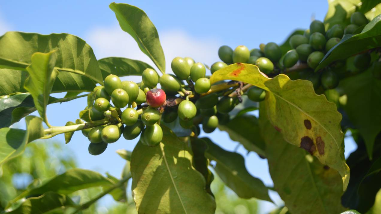 Café Verde Colombiano para Tostadores: Cómo Elegir el Producto Adecuado 
