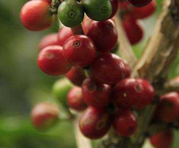 Café Excelso Colombiano: Características, Calidad y Exportación