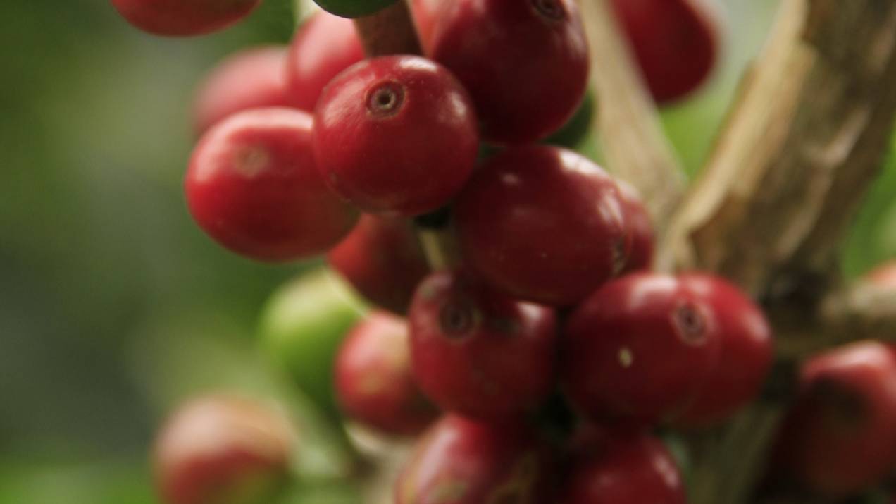 Café Excelso Colombiano: Características, Calidad y Exportación 