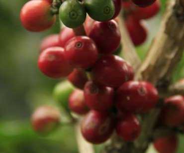 Tipos de Café Verde Colombiano para Exportación
