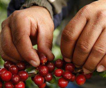 Incoterms para Exportar Café Colombiano: FOB, CIF y FCA