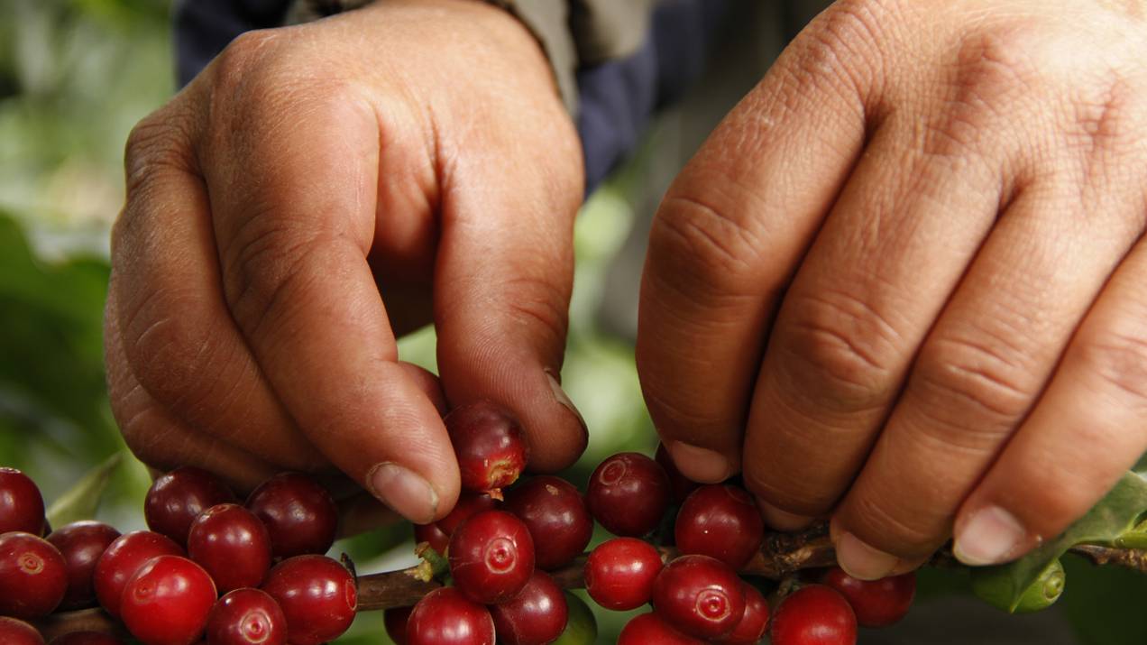 Incoterms para Exportar Café Colombiano: FOB, CIF y FCA 