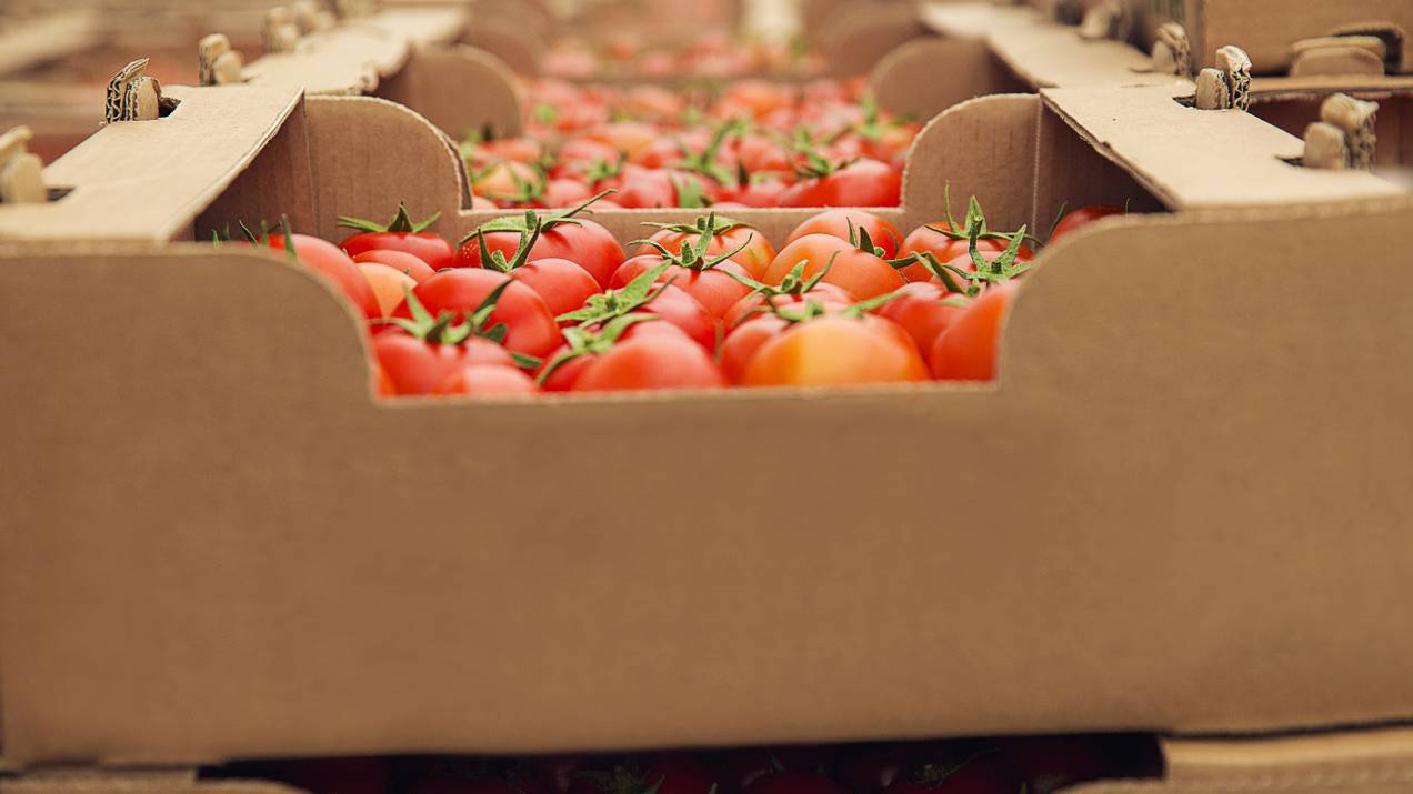 Costos logísticos en exportación de alimentos: ¿cómo calcularlos correctamente? 