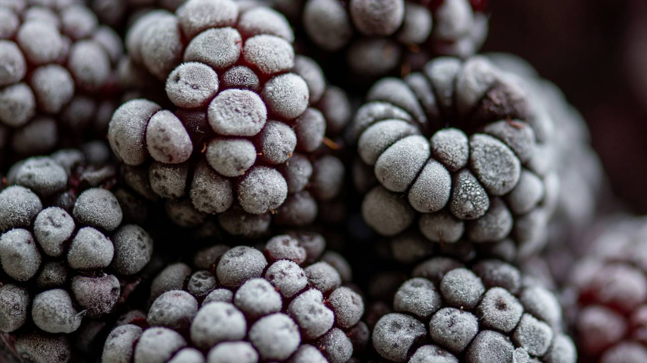 ¿Cómo optimizar costos en logística de ultracongelados? 