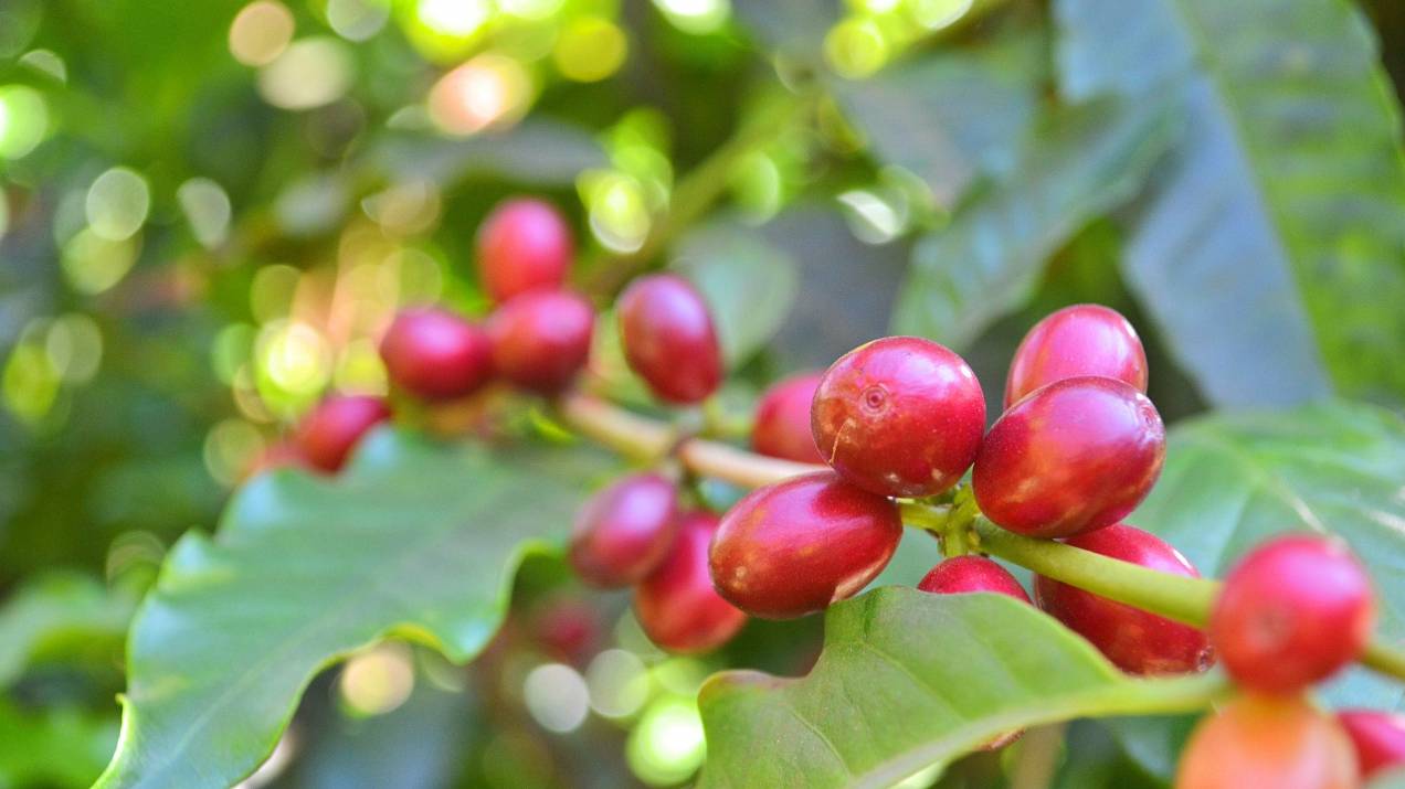 ¿Cómo obtener certificaciones para exportación de café? 